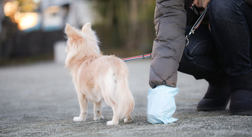 第1回 回収した犬のウンチ どうする? 処分方法