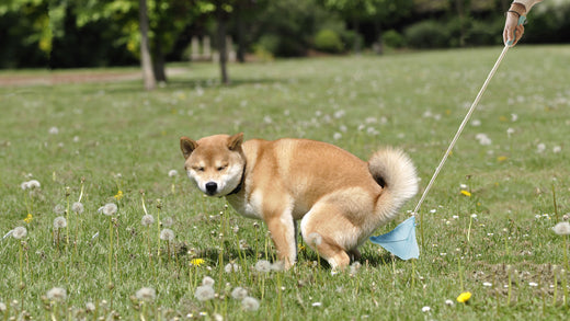 第３回　こんなにある犬のウンチの回収器具と、おすすめフンキャッチャー